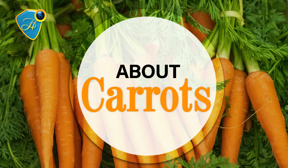 ABOUT CARROTS